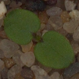 Plant Seedling 1