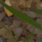 Plant Seedling 1